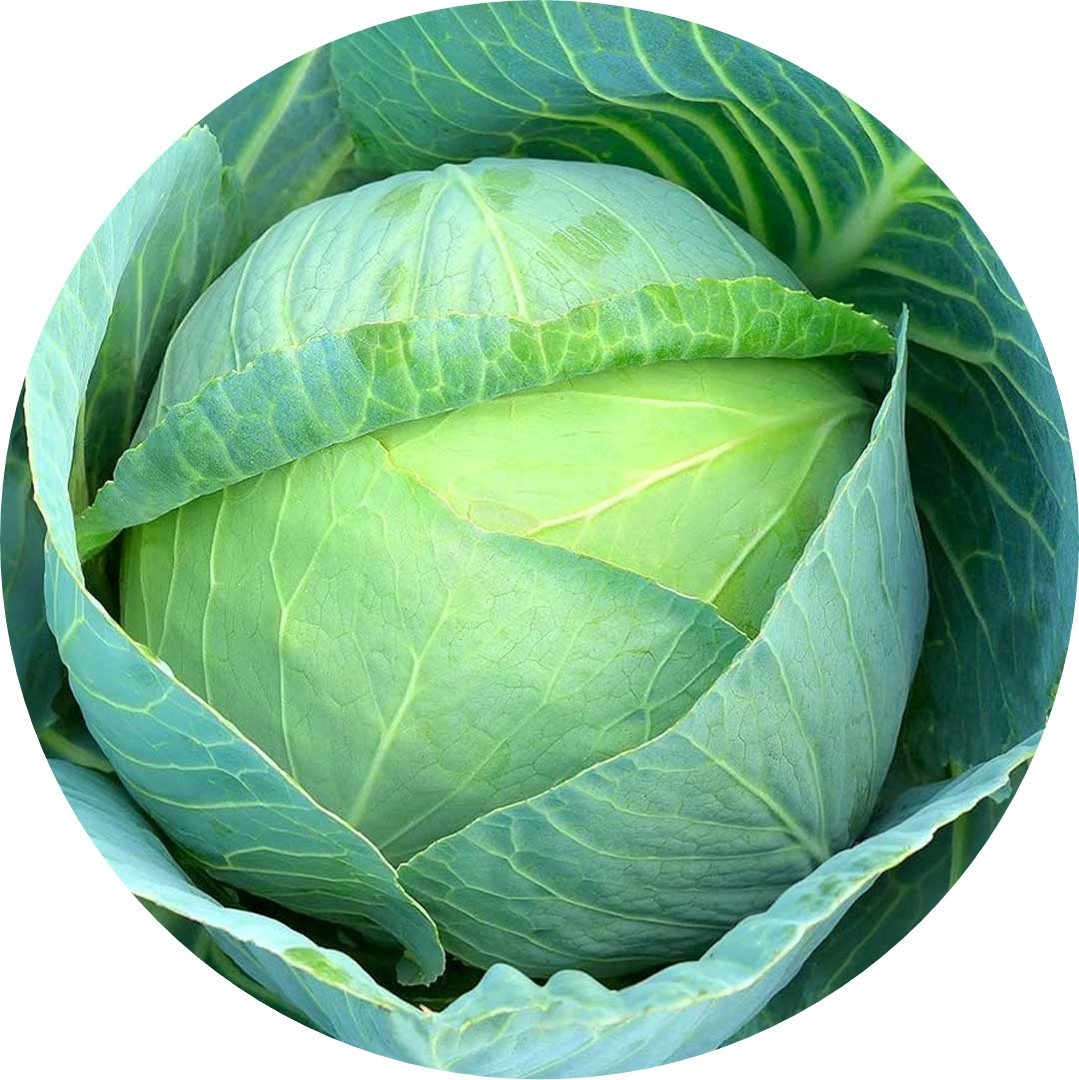 Cabbage F1- Brix 45